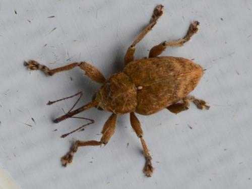 Curculio venosus